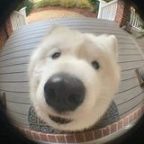 兮兮