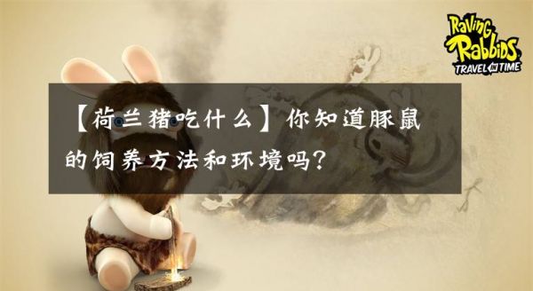 【荷兰猪吃什么】你知道豚鼠的饲养方法和环境吗？文章配图