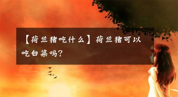【荷兰猪吃什么】荷兰猪可以吃白菜吗？