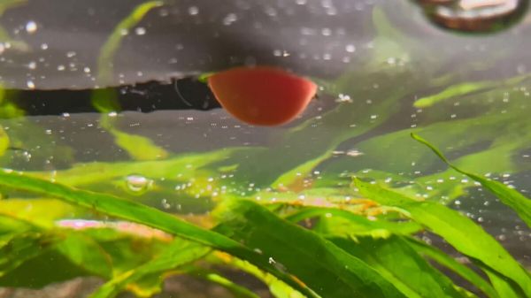 鱼缸水面有一层油膜怎么处理?多种解决办法分享!
