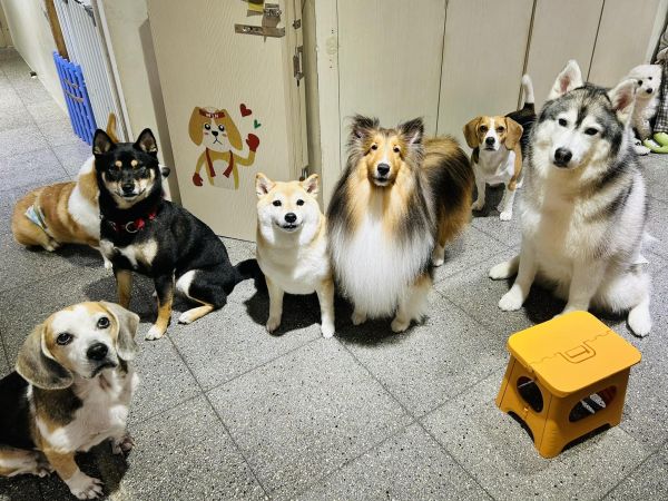 狗狗窩愛犬旅社