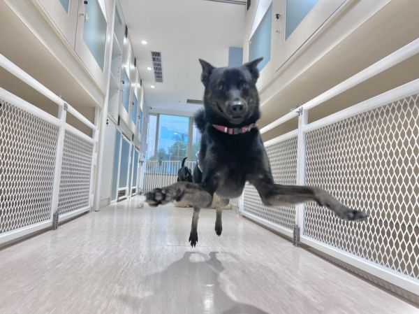 狗窩窩愛犬旅社