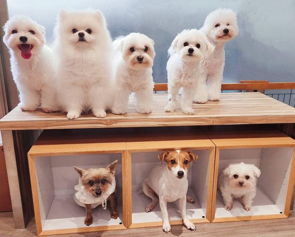 Happy愛犬屋