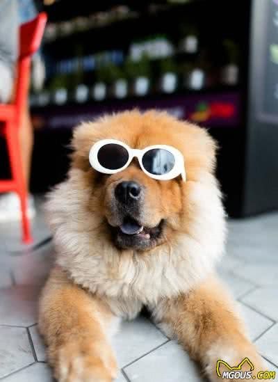 犬粮都有哪些不同的分类？要想养好你家狗子，这5种粮要分清楚