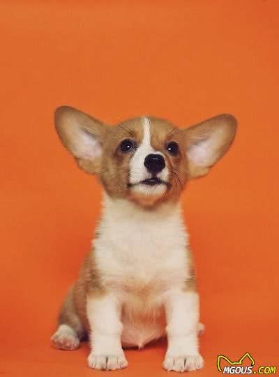 犬粮都有哪些不同的分类？要想养好你家狗子，这5种粮要分清楚