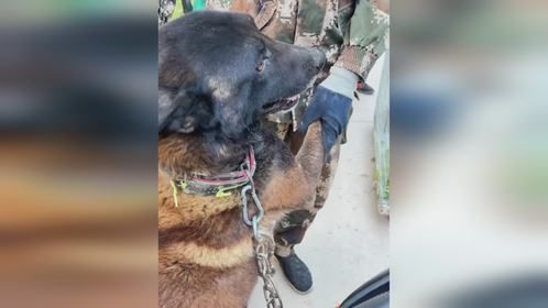 灵性马犬趴主人身上不愿离开，可主人没时间养它，只能选择卖掉