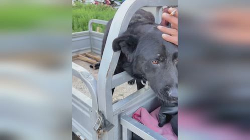 大狗能吃主人养不起，主人摸下狗头说再见，灵性狗不舍得离开主人
