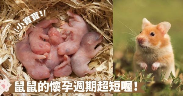 仓鼠繁殖周期是多久？