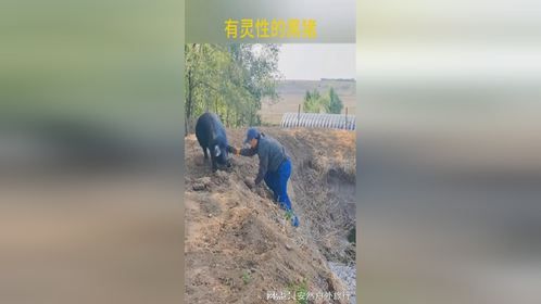 有灵性的黑猪，助了一臂之力