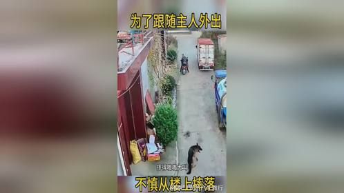 为了跟随主人外出，不慎从楼上摔落