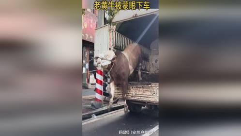 老黄牛被蒙眼下车，这个方法太残忍了
