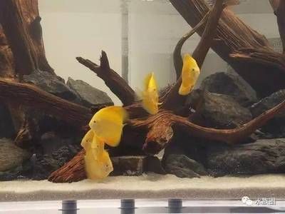 神仙鱼繁殖缸光照强度设置（如何监测神仙鱼繁殖状态，神仙鱼繁殖缸温度控制方法）