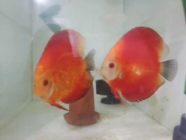 神仙鱼繁殖缸光照强度设置（如何监测神仙鱼繁殖状态，神仙鱼繁殖缸温度控制方法）