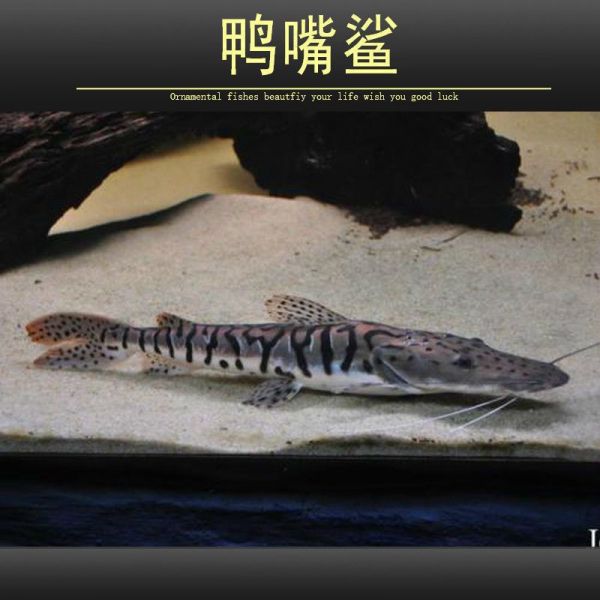 鸭嘴鲨鱼繁殖期饲料选择（鸭嘴鲨鱼繁殖期营养需求分析,如何判断鸭嘴鲨鱼饲料质量）