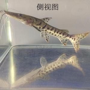 鸭嘴鲨鱼繁殖期饲料选择（鸭嘴鲨鱼繁殖期营养需求分析,如何判断鸭嘴鲨鱼饲料质量）
