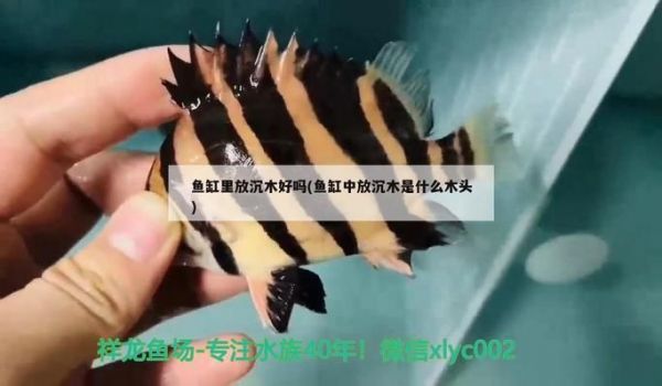 撒旦鸭嘴鱼繁殖酸碱度调节（关于撒旦鸭嘴鱼繁殖过程中酸碱度的调节）