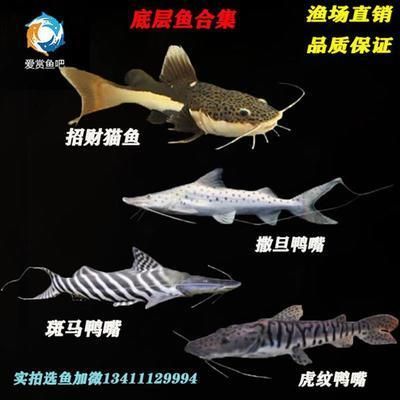 撒旦鸭嘴鱼繁殖酸碱度调节（关于撒旦鸭嘴鱼繁殖过程中酸碱度的调节）