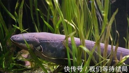 亚马逊河鱼种间竞争关系（亚马逊河鱼类食物链解析）