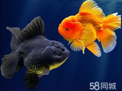 新月水族·新月水族鱼缸清洗|鱼缸维修|鱼病治疗|鱼缸造景|鱼缸搬运|鱼缸养护