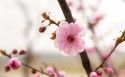 春天鲜艳的梅花图片