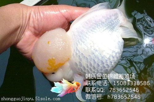 金鱼，锦鲤，金鱼批发，金鱼价格多少钱