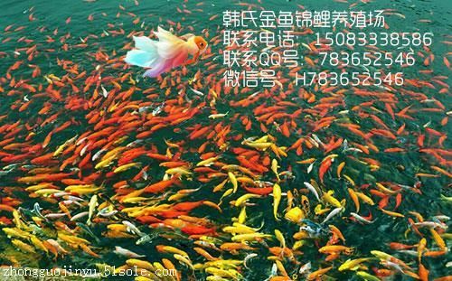 金鱼，锦鲤，金鱼批发，金鱼价格多少钱