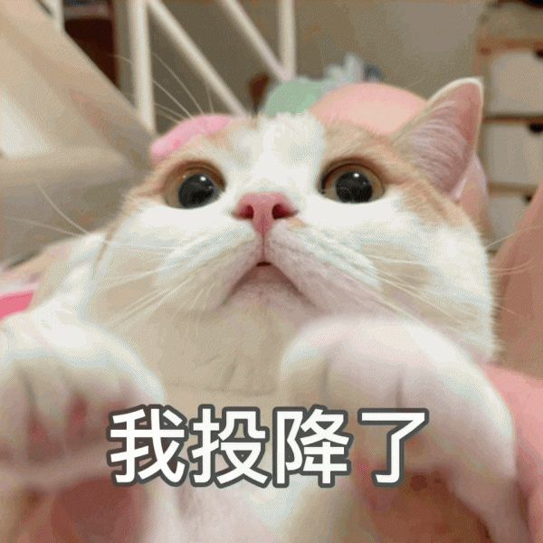 猫粮需要买哪种