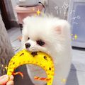 https://p0.meituan.net/userheadpicbackend/7ddab10f92849c92de0ed9ad9562eb821920193.jpg%40120w_120h_1e_1c_1l%7Cwatermark%3D0