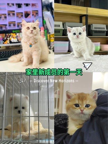 宠物店新成员，超可爱哦！