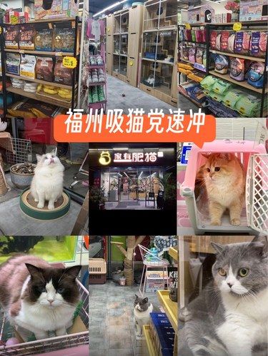 【探店】福州吸猫党速冲！这家宝藏店太香啦