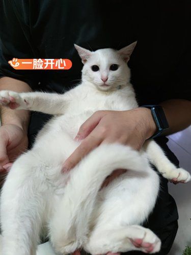 洗完澡，又是一只全新小猫了