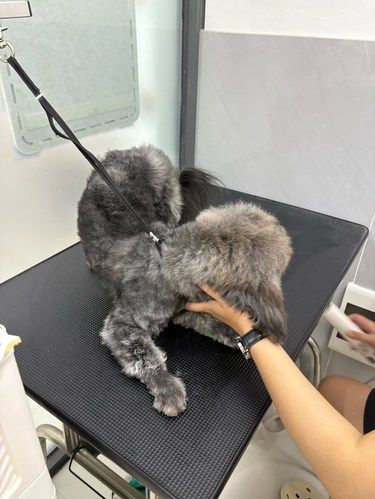 宠物美容小心得