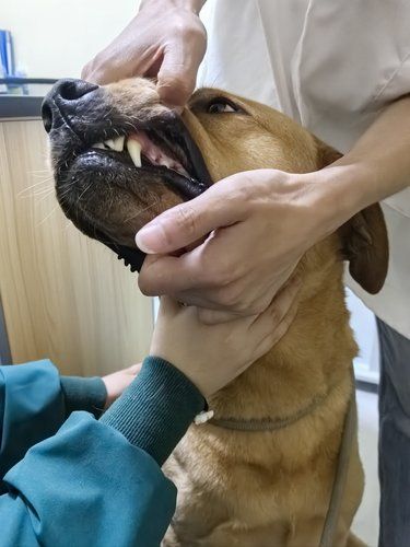 宠物们的健康守护者