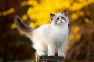 宠物猫配种的注意事项？如何保证猫咪健康安全配种