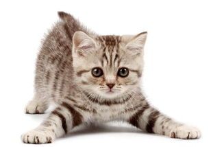 宠物猫配种的注意事项？如何保证猫咪健康安全配种