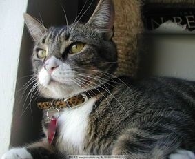 宠物猫配种的注意事项？如何保证猫咪健康安全配种