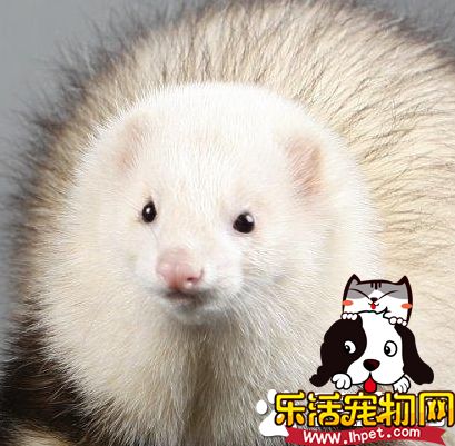 宠物貂怎么训练 宠物貂训练需要注意的事项
