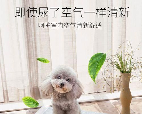 小猫掉进水里怎么办？紧急救援和预防措施是什么？
