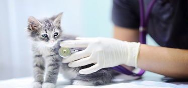 救猫咪技巧有哪些?如何安全高效地救助?