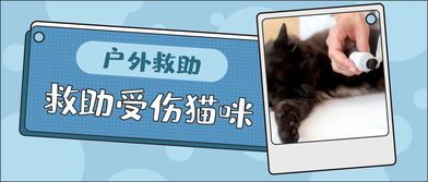 救猫咪技巧有哪些?如何安全高效地救助?