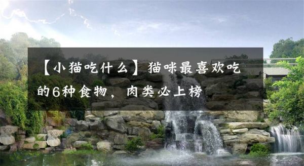 【小猫吃什么】猫咪最喜欢吃的6种食物，肉类必上榜