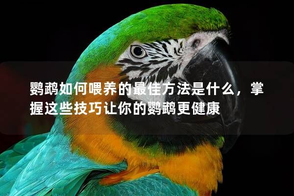 鹦鹉如何喂养的最佳方法是什么，掌握这些技巧让你的鹦鹉更健康
