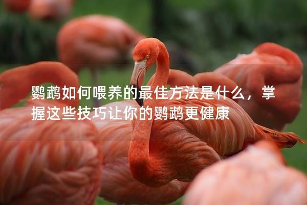 鹦鹉如何喂养的最佳方法是什么，掌握这些技巧让你的鹦鹉更健康