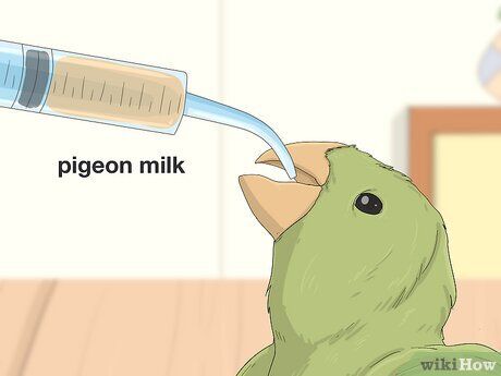 Step 4 了解什么品种的小鸟需要特别的食物。