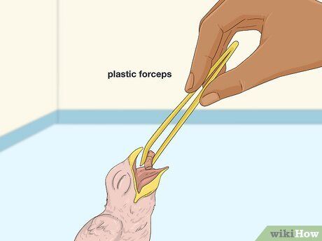 Step 6 使用正确的喂养技巧。
