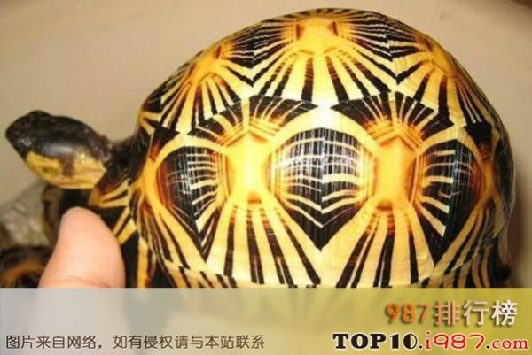 世界知名陆栖宠物龟之最