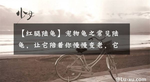 【红腿陆龟】宠物龟之常见陆龟，让它陪着你慢慢变老，它们的年龄你知道么？文章配图