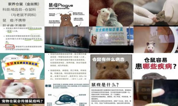 宠物鼠有鼠疫吗