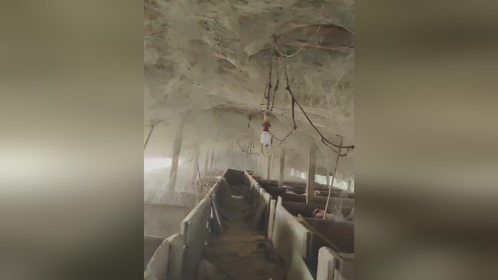 养猪场里结满了蜘蛛网 仿佛像是盘丝洞 可以防止蚊虫对猪群的叮咬