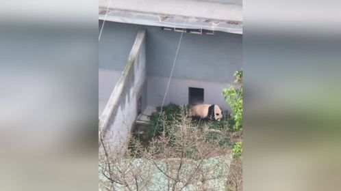 女子分享每天免费就能看到 动物园的大熊猫